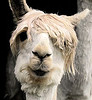 Leadership vs management Hairy animal